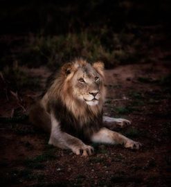 offered to the lycan king pdf