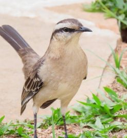 canon powershot sx620 hs user guide