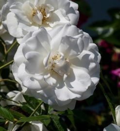 xnxnxnxn cube algorithms pdf download