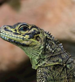 reptile the 2009 manual of the plaintiff’s revolution