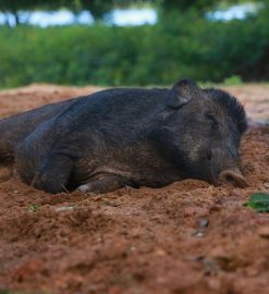 three little pigs story with pictures pdf